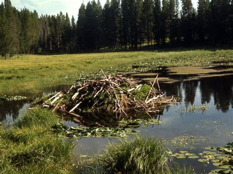 Beaver Pictures And Facts Beaver Dens