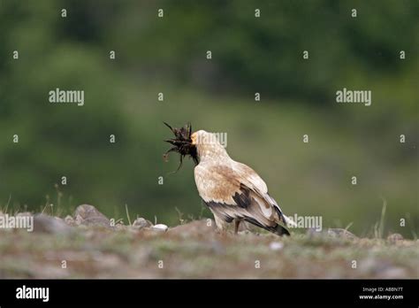 Egyptian Vulture with nesting material Stock Photo - Alamy