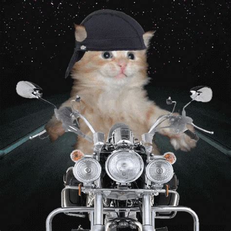 Cat In Motorcycle GIF - UINona GIFs