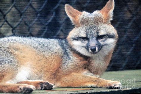 Gray Fox Photograph By Diann Fisher Fine Art America