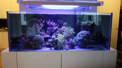 Reef Tank Led Vs Ledt5 Youtube