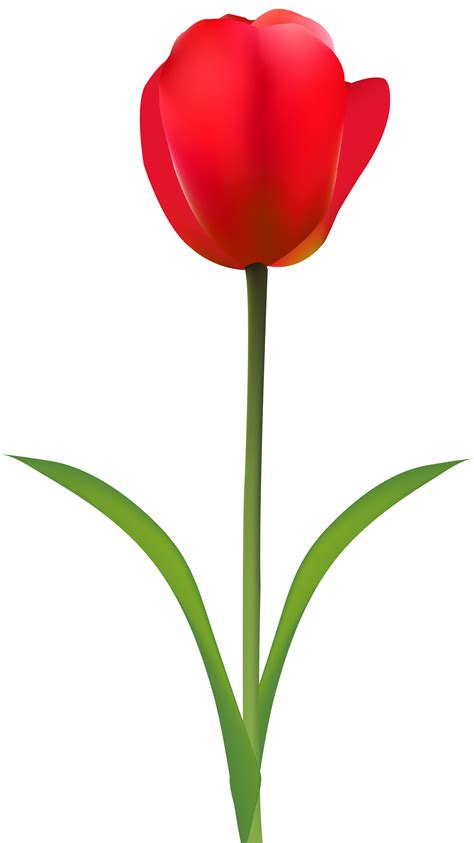 Tulip Cut Flowers Red Wallpaper Red Tulip Transparent Clip Art Image