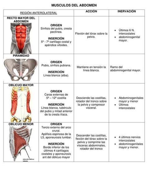 Abdomen UDocz