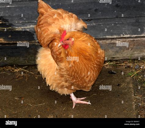 Buff Orpington Hi Res Stock Photography And Images Alamy