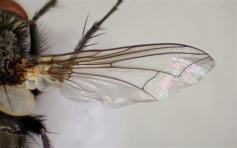 Smidtia Conspersa Male Wing Ryton Wood Warwickshire Flickr