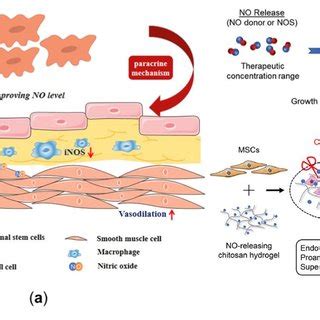 The Nitric Oxide NO Delivery Related Stem Cell Therapy A The