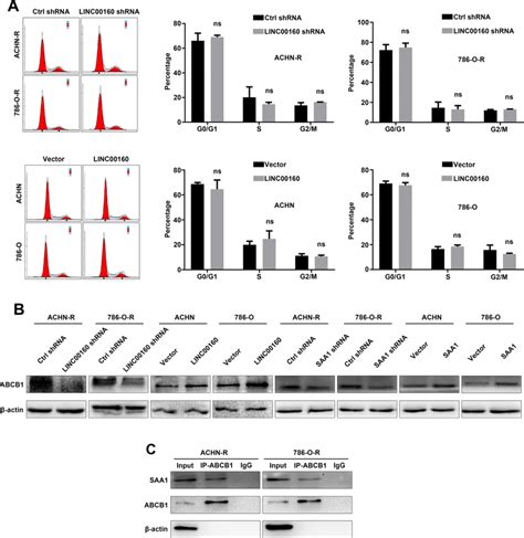 Abcb1 Facilitates Drug Efflux Of Rcc Cells A Cell Cycles Were Download Scientific Diagram