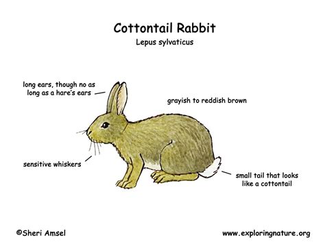 Rabbit Cottontail