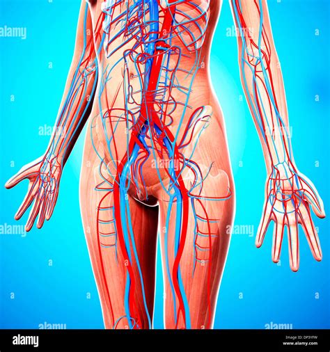 Human Cardiovascular System Artwork Stock Photo Alamy