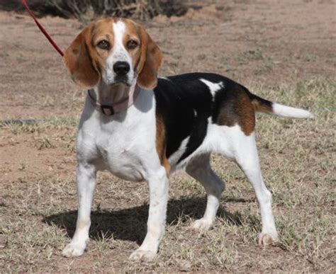 Milly Beagle for adoption | Camino Verde Pet Resort Dog & Cat Boarding ...