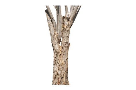 Tree With Broken Bark 20943655 PNG