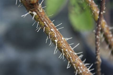 Swamp Rose Thorns Ontario Native Plant Nursery Container Grown