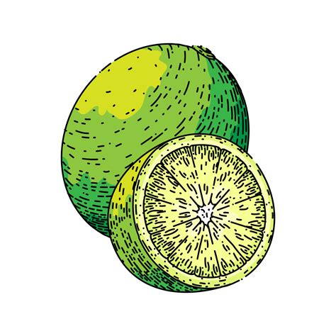 Lime Slice Fruit Sketch Hand Drawn Vector 22610337 Vector Art At Vecteezy