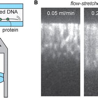 Stretching Of Surface Attached Dna Using Continuous Flow A