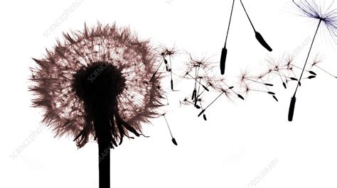 Dandelion seed dispersal (Taraxacum sp.) - Stock Image - C002/4112 ...