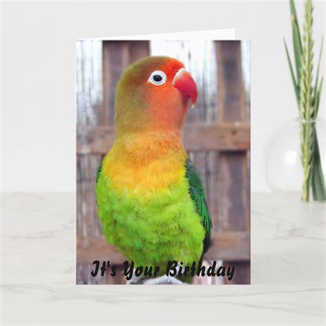 Parakeet Birthday Card Zazzle