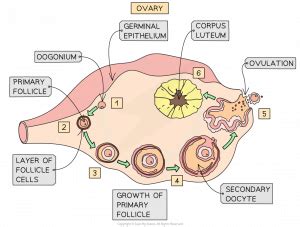 What is Oogenesis? Definition, Stages, Process