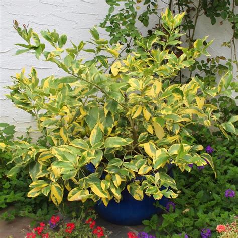 5 Pink Variegated Eureka Lemon Pink Lemonade USA Grown Seeds Gardening