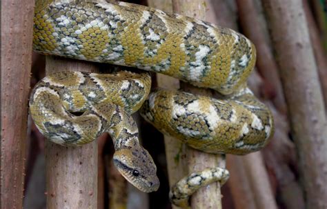 14 Rare Snake Species You Might Never See