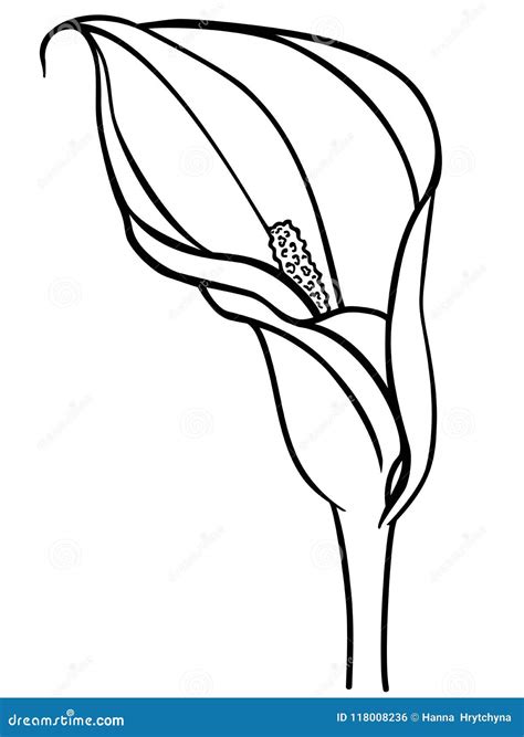 Calla Lily Flower Contour Drawing For Coloring Close Up Vector