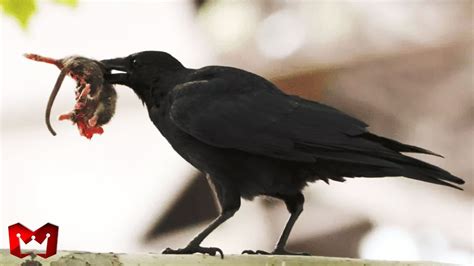 Burung Gagak Menyerang Burung Gereja Tikus Dan Ular Serangan Burung