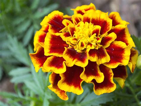 How to grow African marigolds - Saga