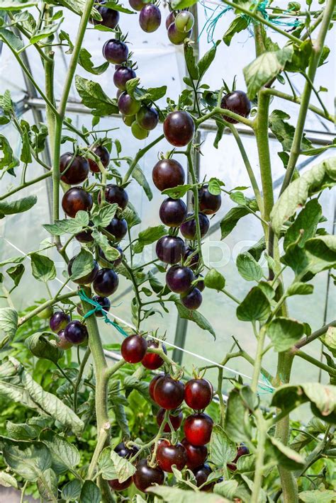 Purple Tomatoes Growing In A Greenhouse Stock Image Colourbox