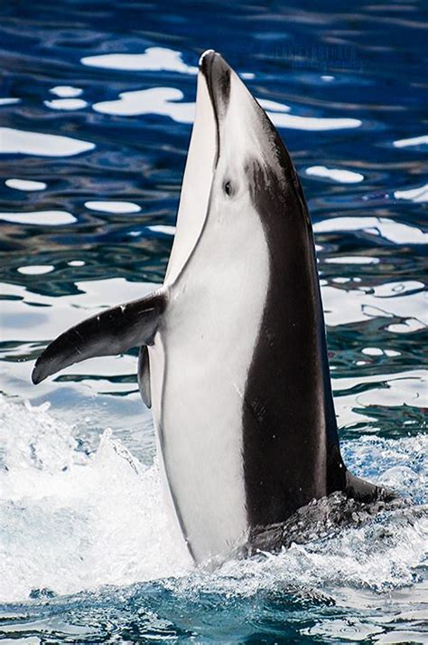 Pacific White Sided Dolphin Ocean Creatures Beautiful Sea Creatures