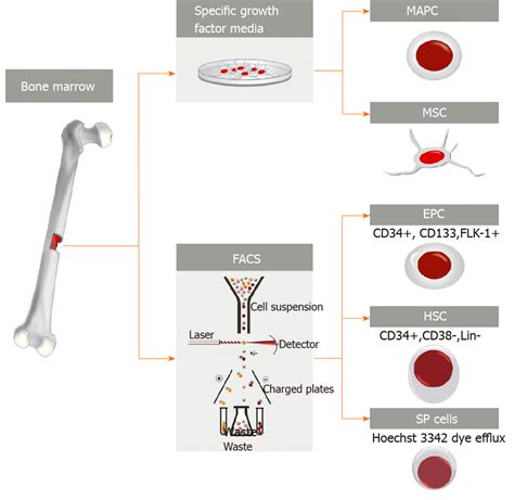 Bone Marrow Extracted Cells Bone Marrow Contains A Variety Of Stem Download Scientific Diagram