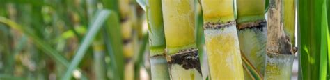 Growing Sugarcane Fertilizers For Sugarcane ICL India