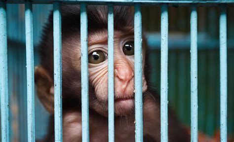 Matching Gift To End Baby Monkey Torture Lady Freethinker Powered By