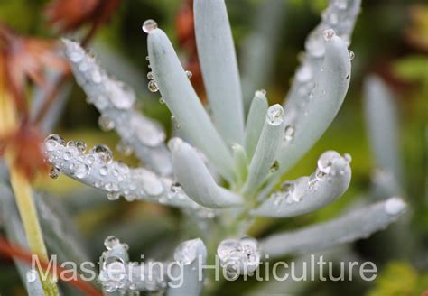 Mastering Horticulture Guttation In Succulents
