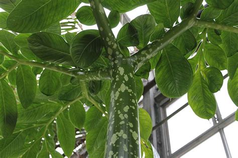 Amorphophallus Titanum Stinky Plants Featured Plants Biology