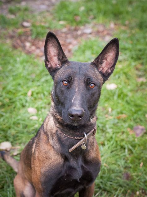 APAGI Shadow CHIEN x Berger Belge Malinois à la robe Fauve charbonnée