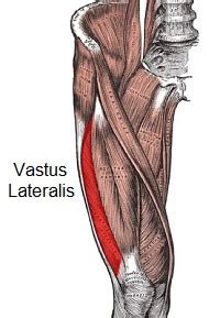 Vastus Lateralis Muscle Anatomy Function Rehab Knee Pain Exp