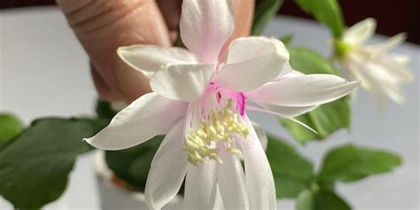 Schlumbergera Hybrid Petite Diamond Epiphytic Cacti