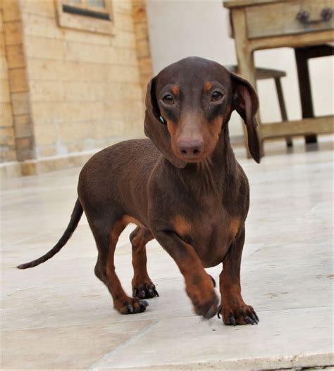 Chien Teckel Poil Ras Snacki De La Clairiere Aux Cerfs