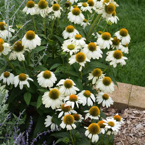 Echinacea Pow Wow White Kennedy S Country Gardens Garden Center