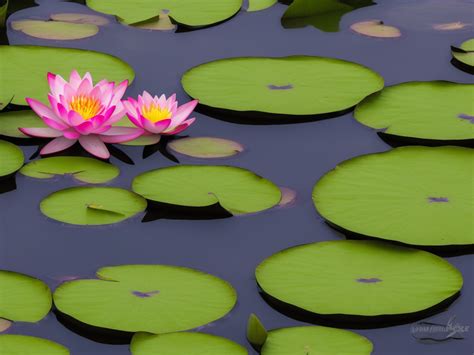 How to Plant Pond Plants - The Pondineer