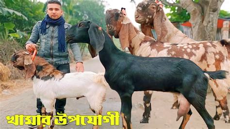 🐐🐐 শাহাদত ভাই এর খামার উপযোগী হাই ক্রস ছাগল কালেকশন দর দাম জেনেনিন