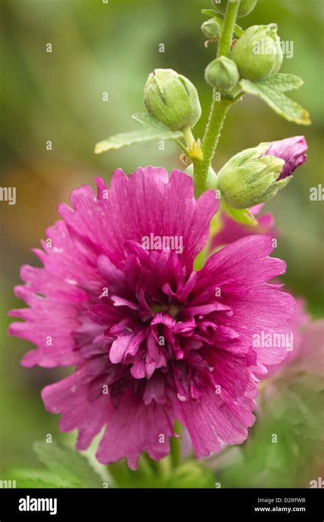 Alcea Rosea Queeny Purple Hollyhock Purple Stock Photo Alamy