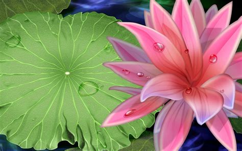 Best Lotus Flower Wallpaper - Nature Wallpaper