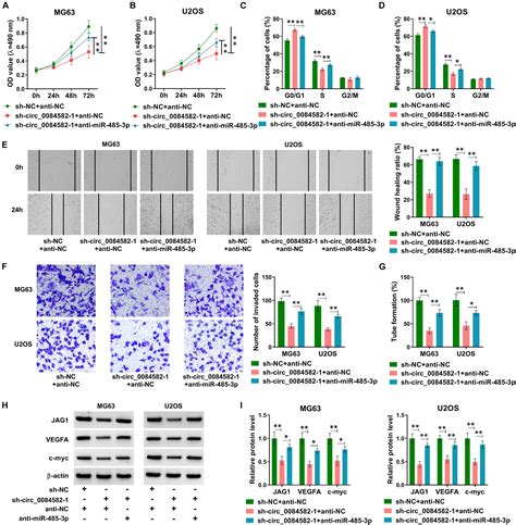 Frontiers Circ0084582 Facilitates Cell Growth Migration Invasion