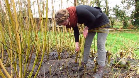 Harvesting Willow With A Traditional Hook Youtube