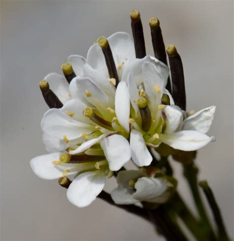 Arabis Soyeri Subsp Subcoriacea Gren Breistr Arabett Flickr