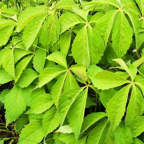 Virginia Creeper For Sale Online The Tree Center