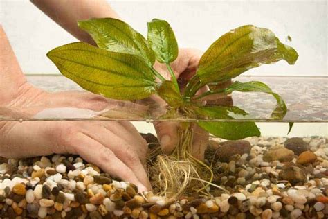 Top 10 Aquarium Plants That Grow in Gravel (With Pictures) – Aquarium ...