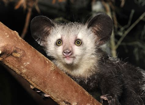 Aye-aye - Duke Lemur Center