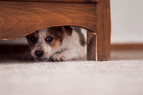 Las Se Ales De Perros Maltratados M S Frecuentes