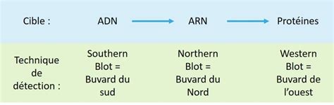 Il était Une Fois Dans L Western Blot Elysia Bioscience